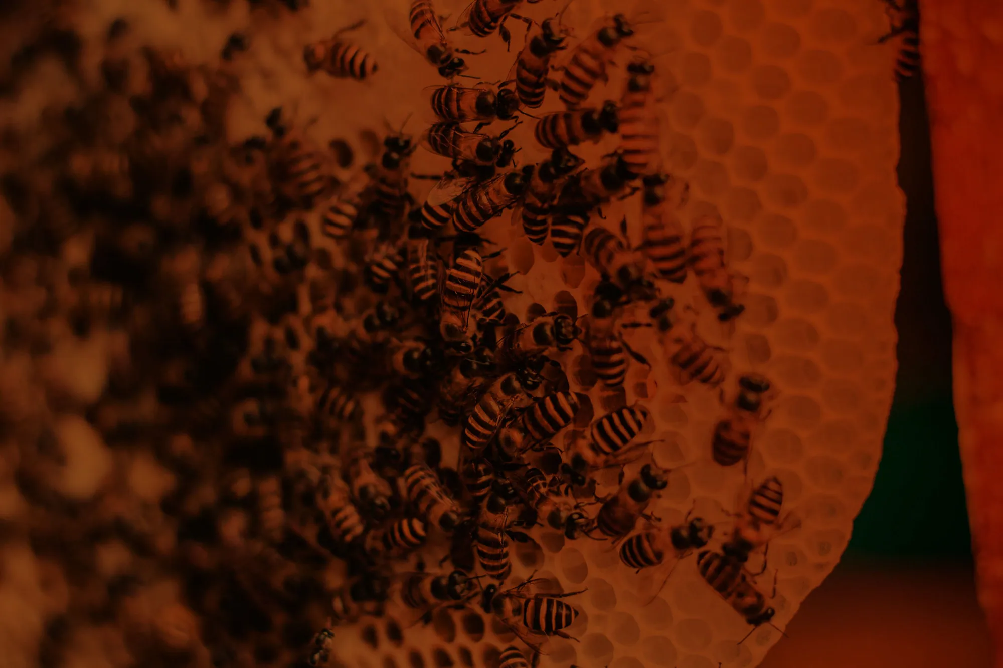 A swarm of bees on a honeycomb