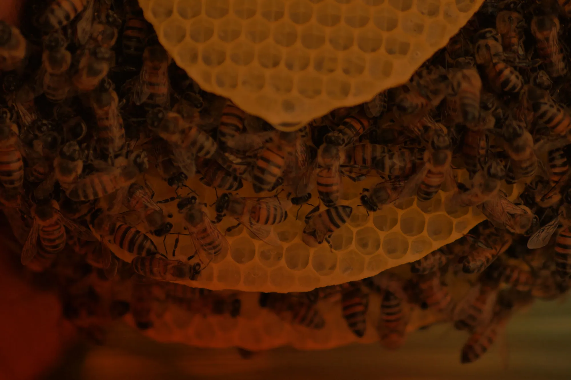 Bees clustered on comb